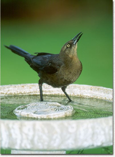 Great-tailed Grackle