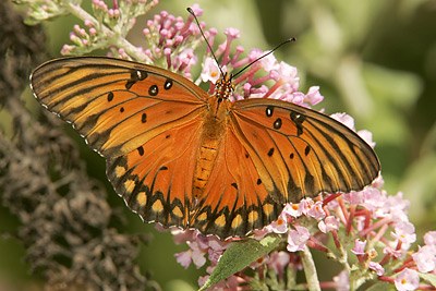 Gulf Fritillary