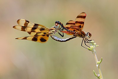 Halloween Pennant