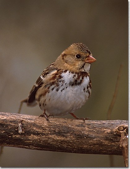 Harris' Sparrow