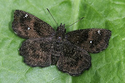 Hayhurst's Scallopwing