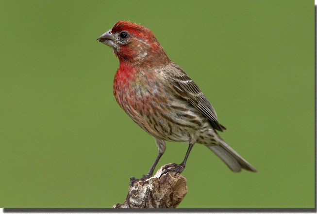 House Finch