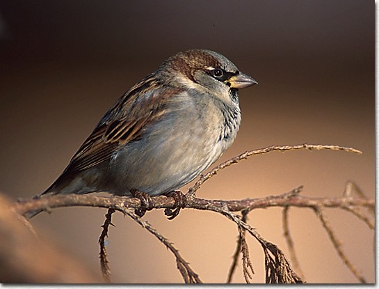 House Sparrow