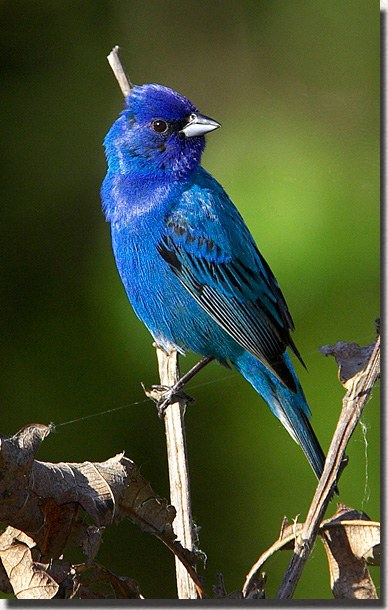 Indigo Bunting