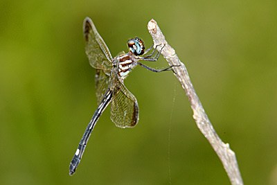 Jade-striped Sylph