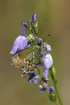 Juniper Hairstreak