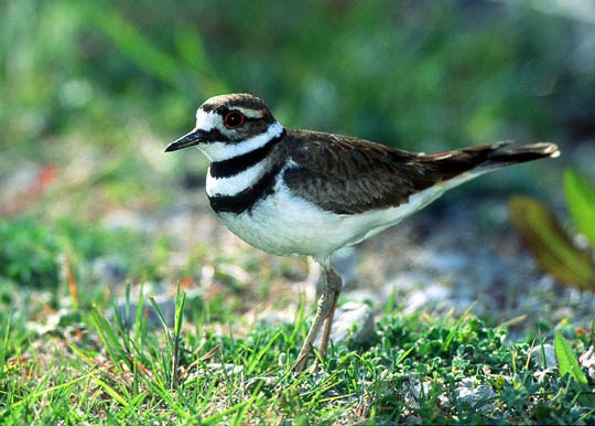 Killdeer