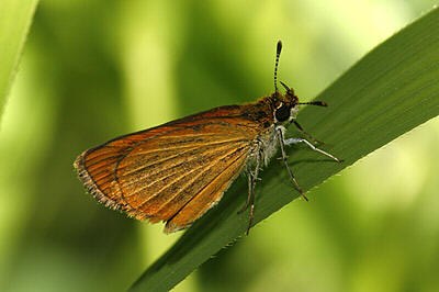 Least Skipper