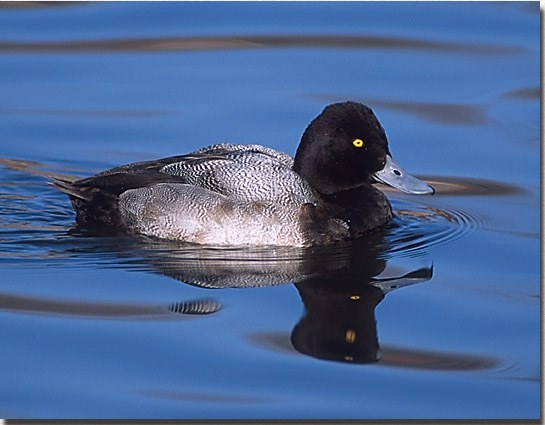 Lesser Scaup