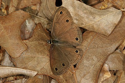 Little Wood Satyr