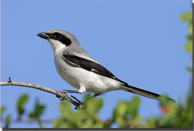 Loggerhead Shrike