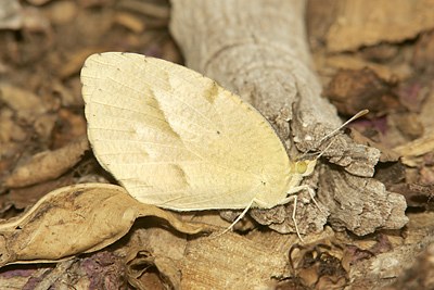 Mexican Yellow