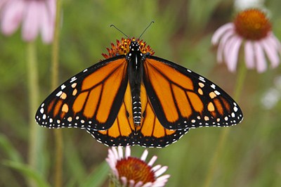 Monarch butterfly