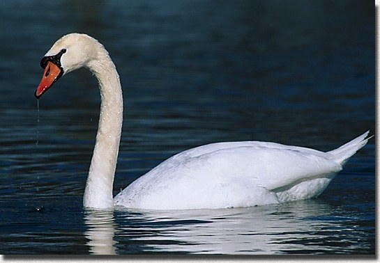Mute Swan