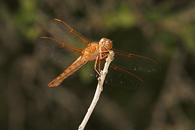 Neon Skimmer
