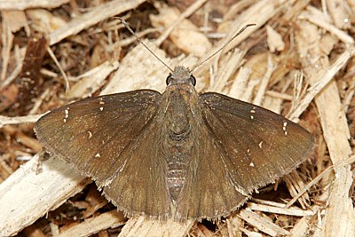 Northern Cloudywing