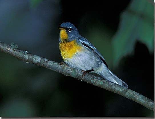 Northern Parula