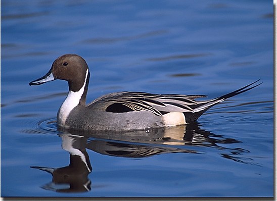 Northern Pintail