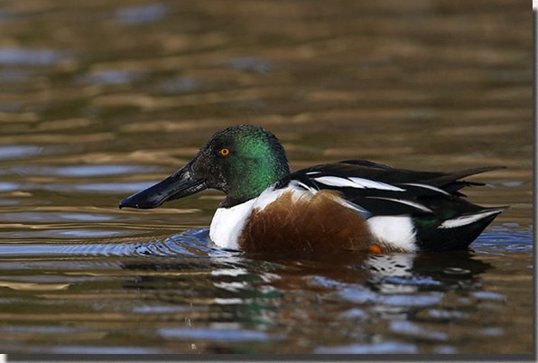 Northern Shoveler