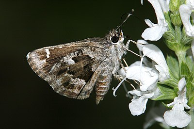 Nysa Roadside-Skipper