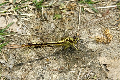 Oklahoma Clubtail