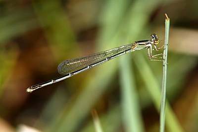 Orange Bluet