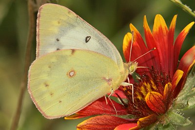 Orange Sulphur