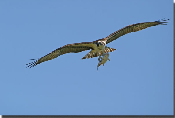 Osprey