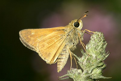 Ottoe Skipper