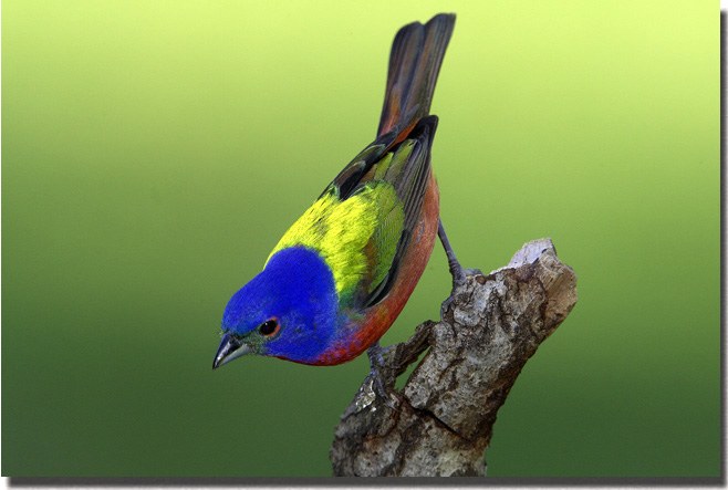 Painted Bunting