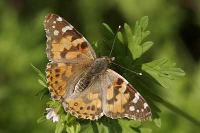 Painted Lady