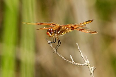 Painted Skimmer