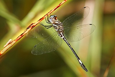 Pale-faced Clubskimmer