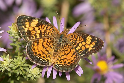Pearl Crescent