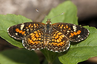 Phaon Crescent