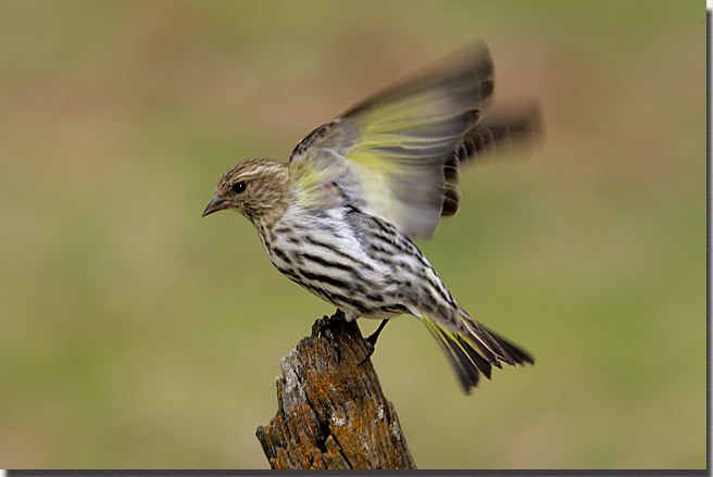 Pine Siskin