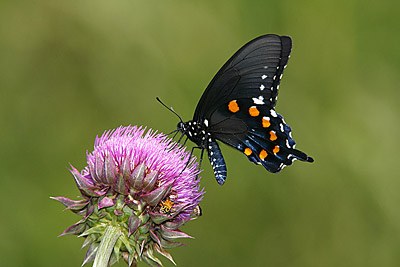 Pipevine Swallowtail