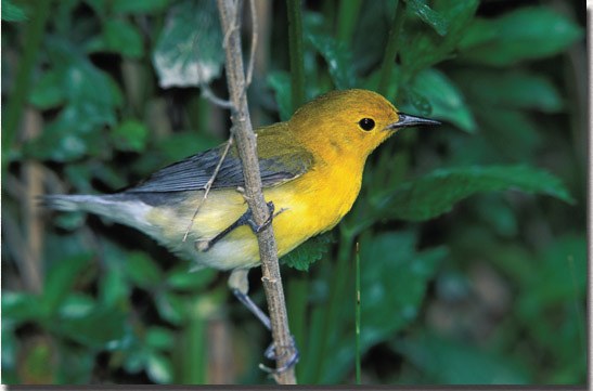 Prothonotary Warbler