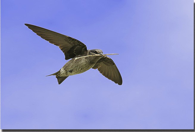 Purple Martin