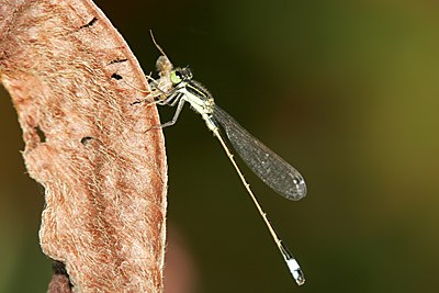 Rambur's Forktail