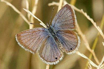 Reakirt's Blue