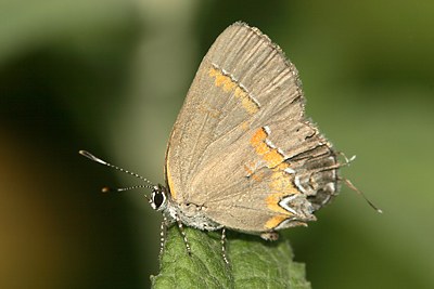 Red-banded Hairstreak
