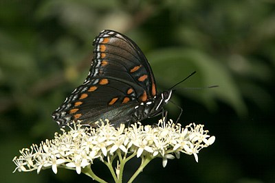 Red-spotted Purple