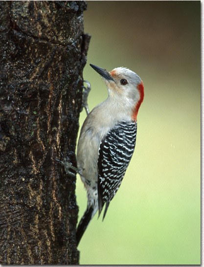 Red-bellied Woodpecker
