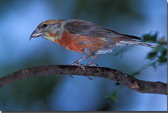 Red-Crossbill