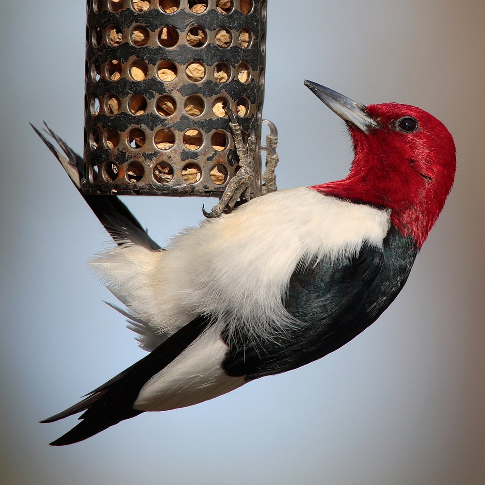 Red-headed Woodpecker gripping a suet feeder, filling the frame