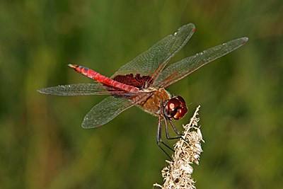 Red Saddlebags