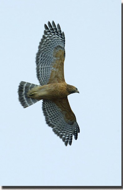 Red-shouldered Hawk
