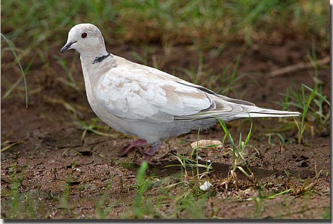 Ringed Turtle Dove