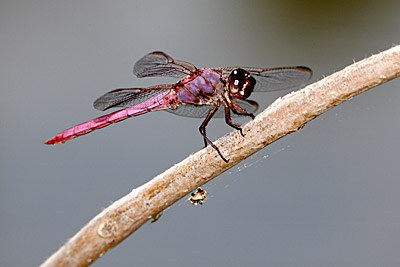 Roseate Skimmer